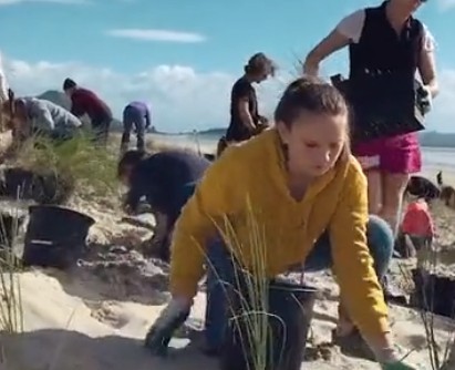 People planting on sand dunes on the beach